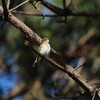 大阪南港野鳥園探鳥(2017/12/09 8:45-11:30)