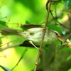 ウグイスとオオルリの幼鳥？