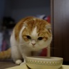 ニール　ヤング