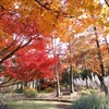 服部緑地 植物園で紅葉が見頃です