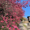 余命幾許寒緋桜の風強し（あ）