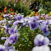 Leica SL2-Sで撮る「新潟県立植物園」。作例あり📸【その2】