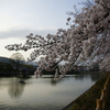 八条が池黄昏桜