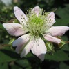 ブラックベリーの花