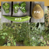 庭で夏野菜 94　【オクラ、ピーマン、ナスビ】
