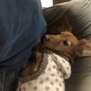 犬は飼い主に似る？