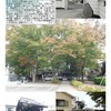 像－２４１　古河　大聖院