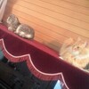 今日はうちのにゃんこのご紹介♪