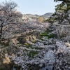 夙川公園｜2023年4月10日更新！さくら名所100選の地「夙川公園」の桜🌸満開になるまで観察！