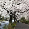 自転車で東京都内のお花見スポットを巡ってみた 2013