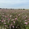 吹上コスモス畑2024