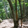 久斗山のハイク（その２）蓮台山尾根コース