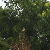 オリーブタイランチョウ Tropical Kingbird