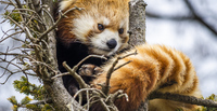 最初と最後のとっておき！両端に2大スターの『長野市茶臼山動物園』