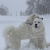 みんなでパウダースノー⛄️