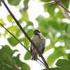 野鳥の子育てシーズン到来