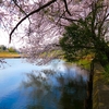 肘曲り池の桜2（群馬県板倉町）