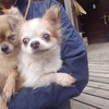 老犬ホームあん｜新人さん モモ＆トウマ^^