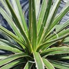 種蒔き後すぐ地植えしたアガベの成長速度
