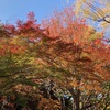 中央公園・富士見小の紅葉！(2023/11/29)