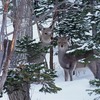 千葉も雪が降りました。