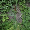 Typha latifolia　ガマ