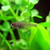 (熱帯魚 生体)レモンテトラ(約2cm)(5匹)【水槽/熱帯魚/観賞魚/飼育】【生体】【通販/販売】【アクアリウム/あくありうむ】