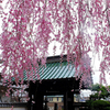 小田原市扇町　　玉宝寺（五百羅漢）　しだれ桜 2014