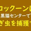 コックーンは、黒猫センターで紡ぎ虫を捕獲する