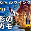 0731【カルガモ親子の悲劇】パン食で羽が奇形に。黄色い亀。マルガモ親子。ヒヨドリ水浴び、子セキレイ鳴き声【今日撮り野鳥動画まとめ】身近な生き物語