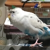 虹を架ける鳥　１６　セキセイインコのキキちゃん