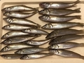 お魚さんがいるとこにはいる。