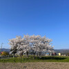 除草機の刃の交換と畦畔の草刈りと田んぼから見たあちこちの桜