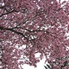 「パタゴニアの桜」
