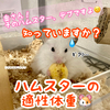 【重要⚠️】知っていますか？ハムスターの適性体重🐹