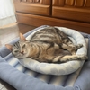 猫、居場所を追われる