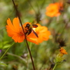 秋の花に群がる昆虫たち♪♪