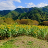 独鈷山麓ひまわり畑が季節外れの開花の力