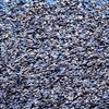 Ready, steady, goose! Spectacular sight as 1.3MILLION birds take flight at the same time