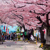 🧠朝鮮人と桜妄想🌸　