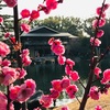 名古屋　徳川園〜建中寺散歩とThe 名古屋な店3選。ラク亭、芳光、喫茶フレンド