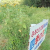 本妙寺浄池廟・本妙寺公園2026.7月③