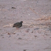 サザナミシャコ Red-billed Spurfowl