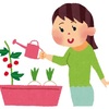 【家庭菜園】家庭菜園で節約生活～素人がサニーレタスを種から育ててみる～その1