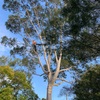 家の前の木が切られたー！！🌳