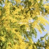 3月の花言葉🌸