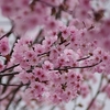 ５月３日の桜満開