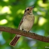 日本　7月26日の文殊山の野鳥など