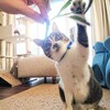 気がかりな迷い猫と、エノコロ草で狂喜乱舞のにゃんず