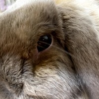 鼻涙管閉塞にマッサージがいい うさぎさんとモフモフな日々 鼻涙管閉塞にマッサージがいい うさぎさんとモフモフな日々